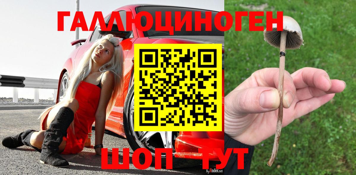 Элиста  Псилоцибиновые грибы Psilocybe  Вход с VPN 